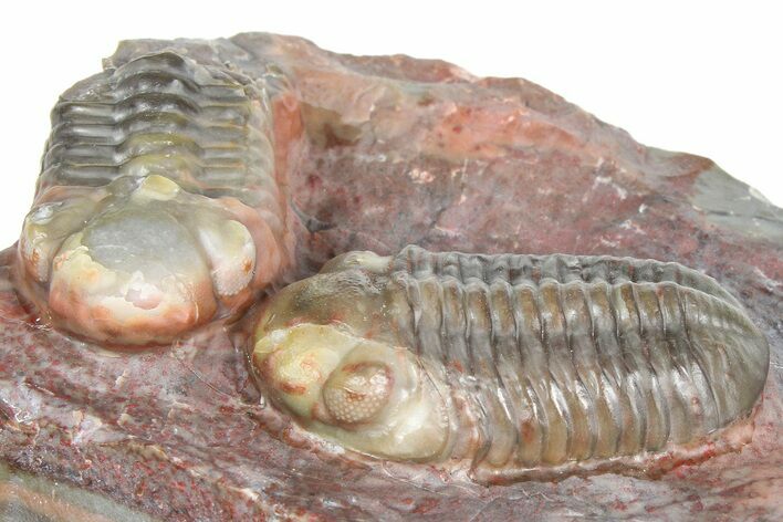 Prone Austerops Trilobite Fossil - Jorf, Morocco #363127
